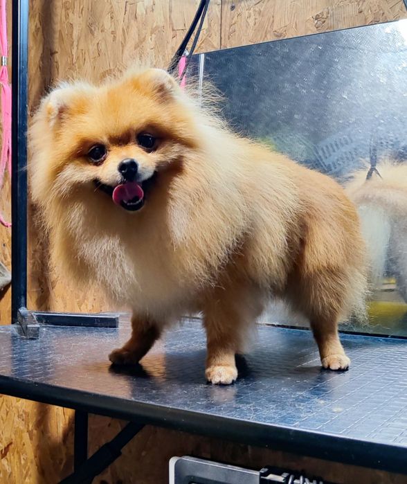 Красень  шпіц  чекає