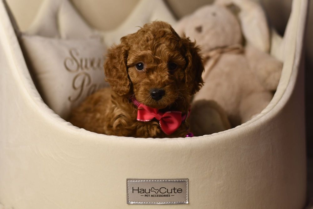 Cavapoo F1 RED wyjątkowa dziewczynka ZAREZERWOWANA