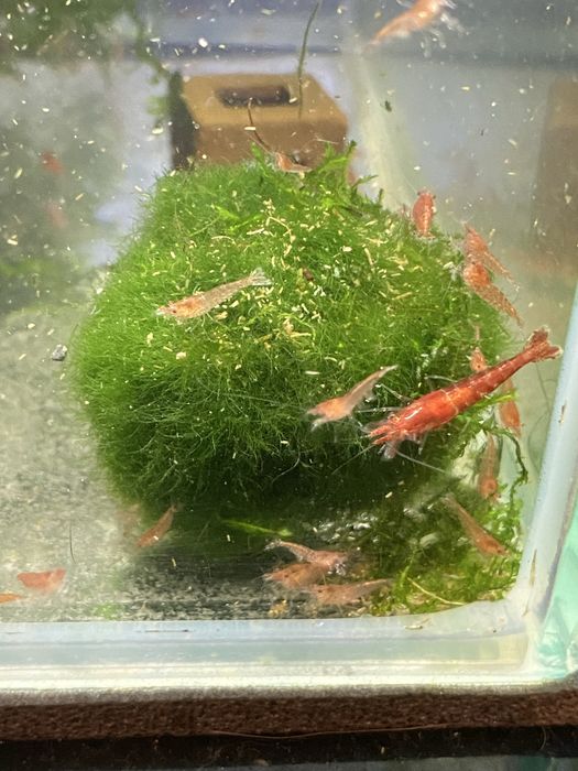 Krewetki RedCherry