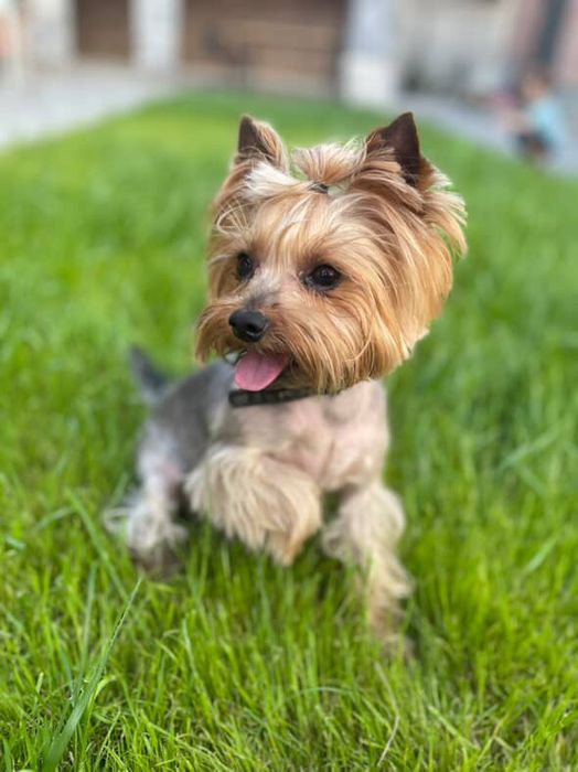 Стрижка йорків 500 грн