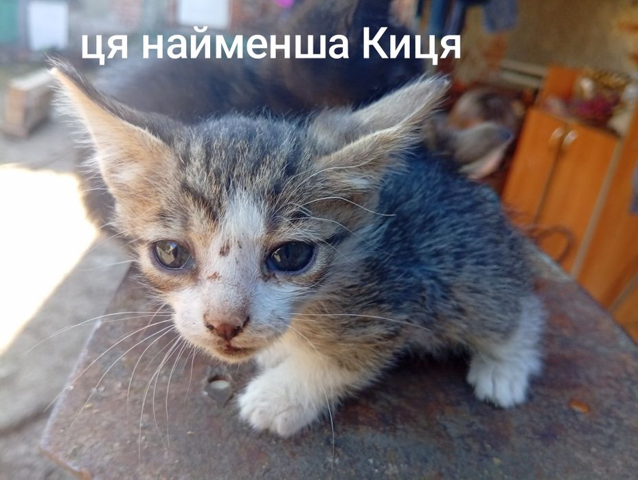 Віддам в добрі руки милих маленьких кошенят