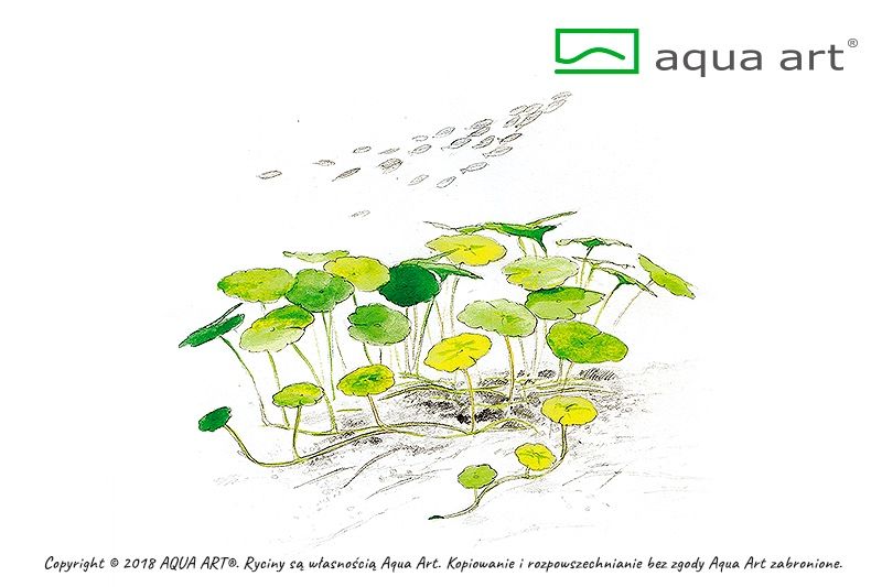 Hydrocotyle Verticillata invitro MASSON