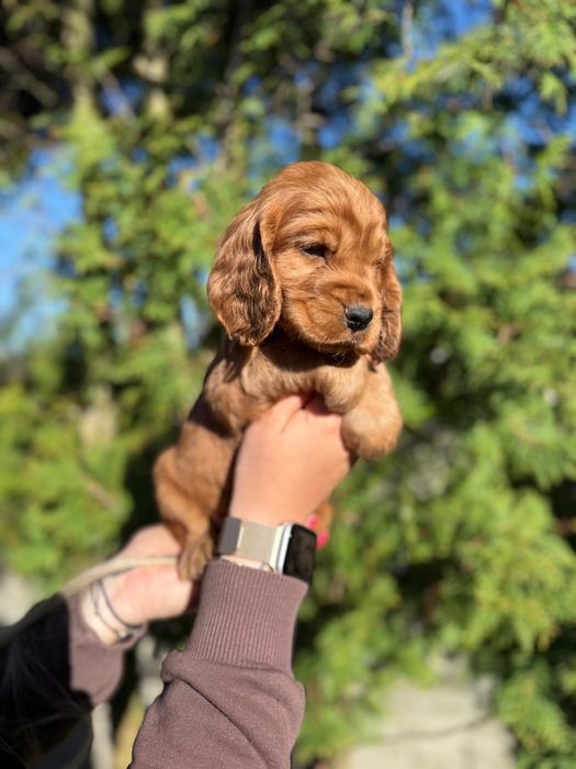 Mocno złota sunia Cocker Spaniel Angielski rodowód wyprawka