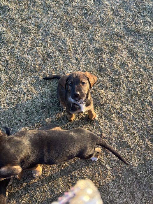 REZERWACJA Mały piesek szuka domu