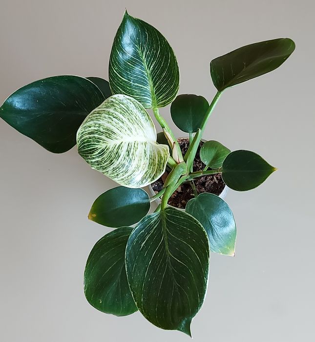 Філодендрон біркін, Біллітай оренж, маска, радіатум