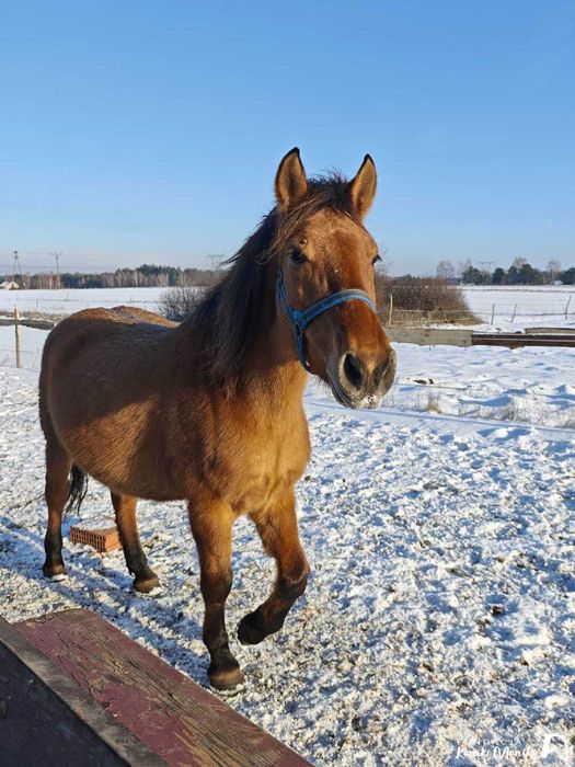 Alinka i Almanach koniki do darmowej adopcji