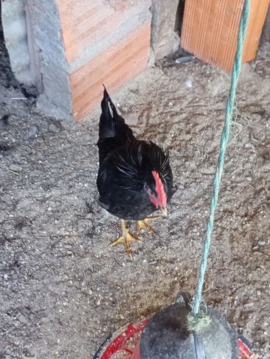 Vendo casal garnizos novos