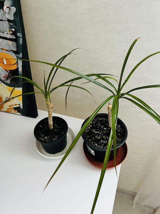 Драцена молодая.