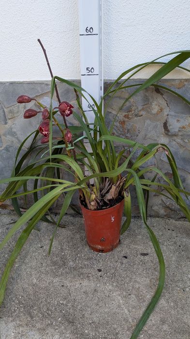 Orquídeas Cimbidium