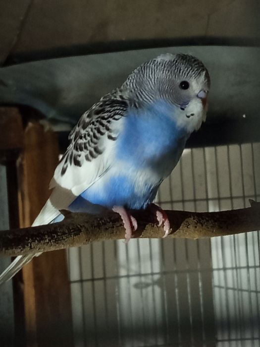 Piriquitos australianos Novos