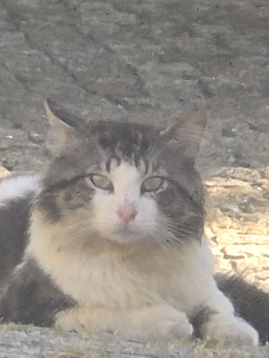 Ofereço Gatinho bebe
