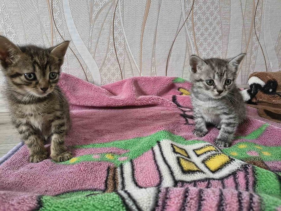 Кошенята шукають дім