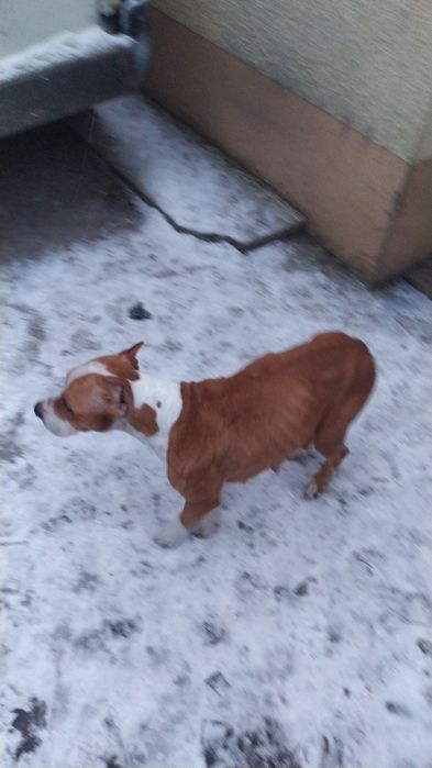 Предлагаю щенков бодрих мама Ам стаф папа немец