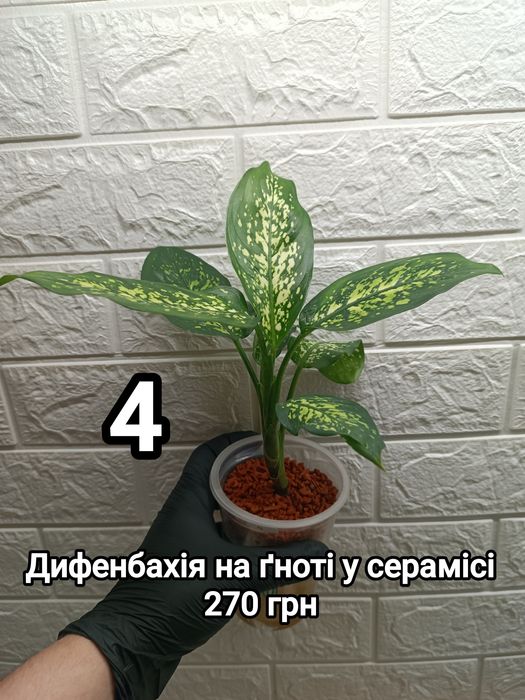 Диффенбахии на фитиле