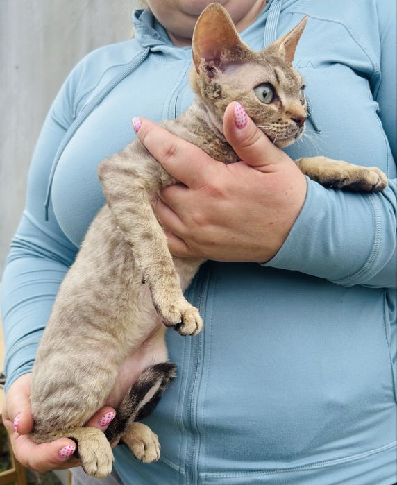 Słodki kocurek Devon Rex, kawa z mlekiem