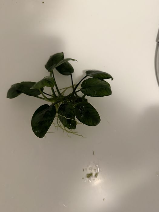 Акваріумі креветки sakura/blue dream,рослини для акваріума