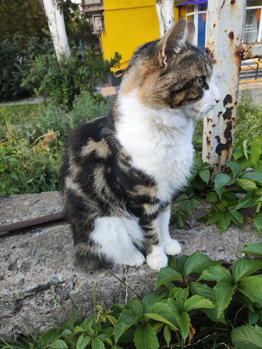 кіт шукає родину кошенята котята