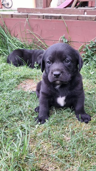 REZERWACJA !!! Oddam labradora,