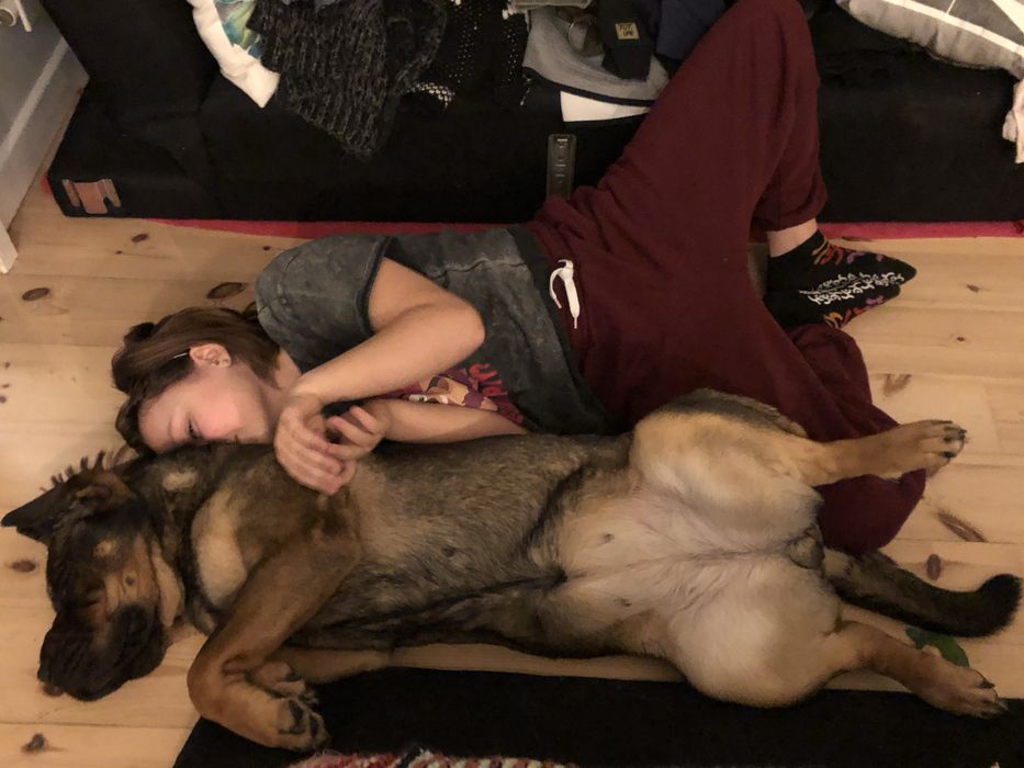 Suczka podobna do Shar pei szuka domu