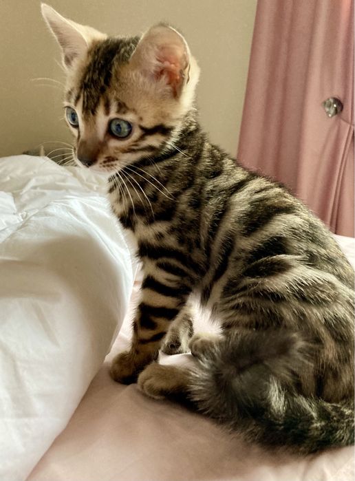 Чудові бенгальські кошенята