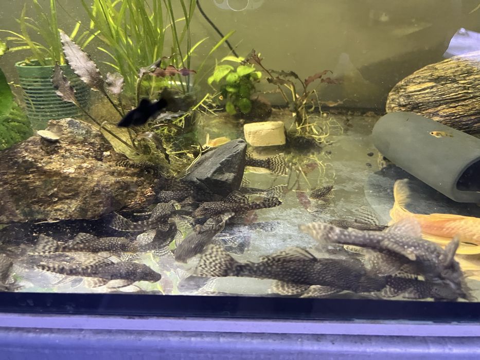 Zbrojnik Ancistrus rożne odmiany