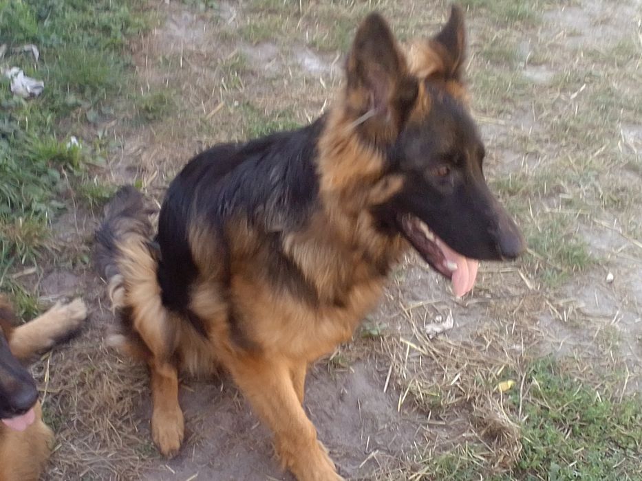 Німецька вівчарка