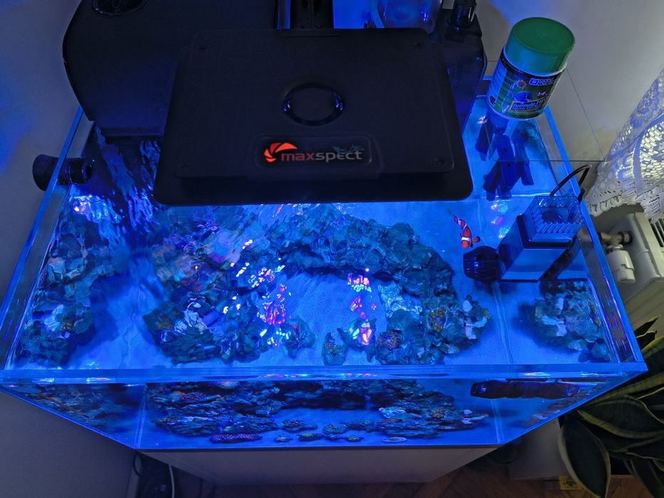 Akwarium morskie