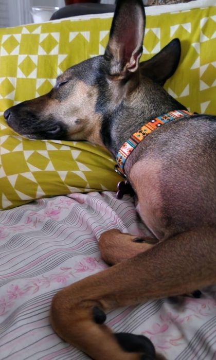 Hospedagem Familiar de Cães Casa das Patinhas  (Ambiente Seguro e