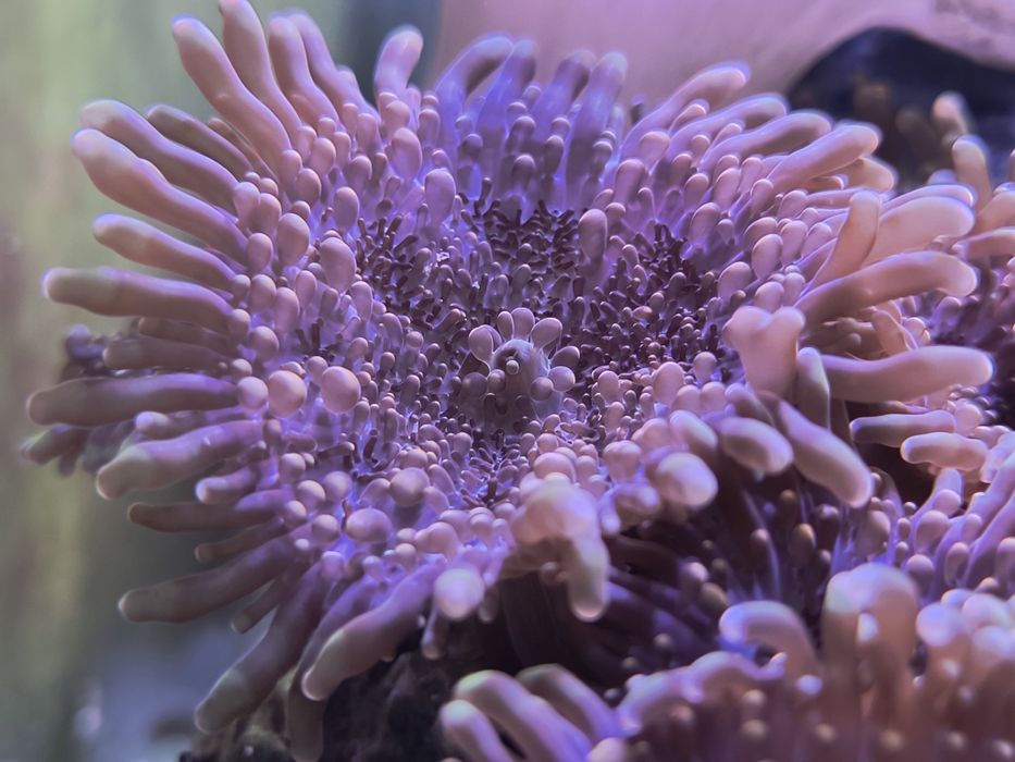 Ricordea orange koralowiec akwarium morskie