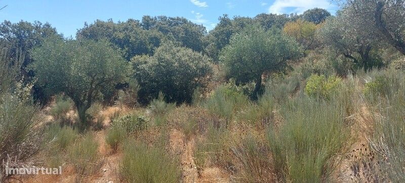 METADE do Terreno rústico em Covas, Pereiros, São João da Pesqueira