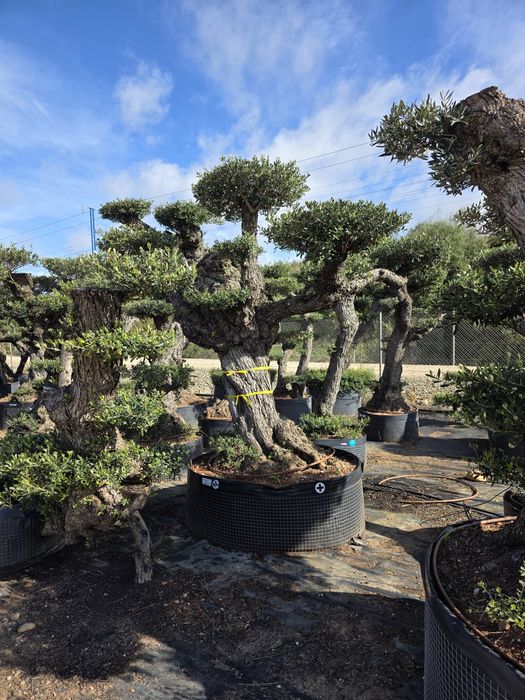Oliveiras bonsai XL