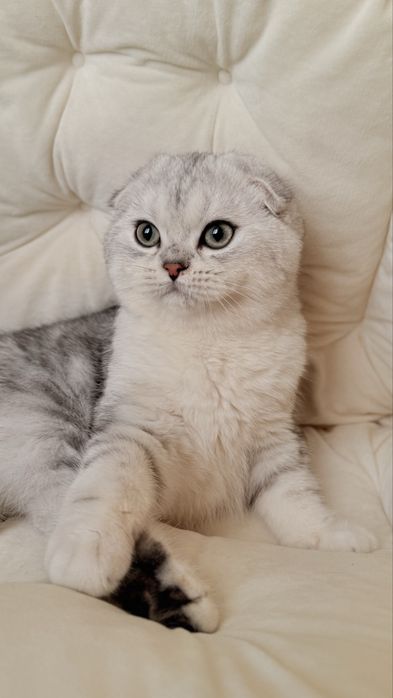 Вихловухе шотландське кошеня, хлопчик, scottish fold, мармуровий