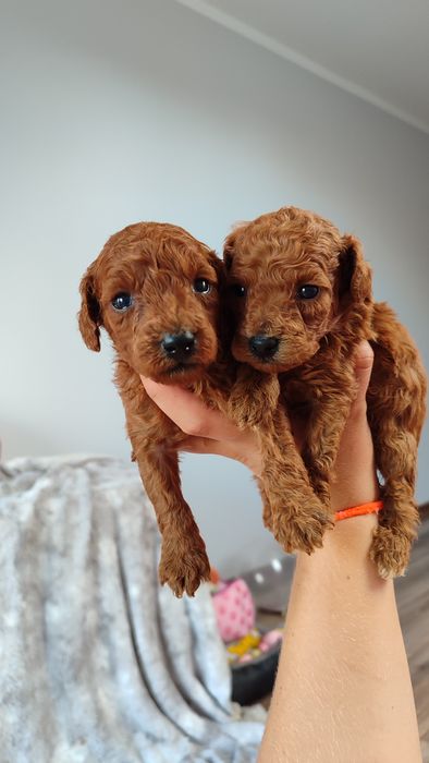 Pudel toy miniatura Red