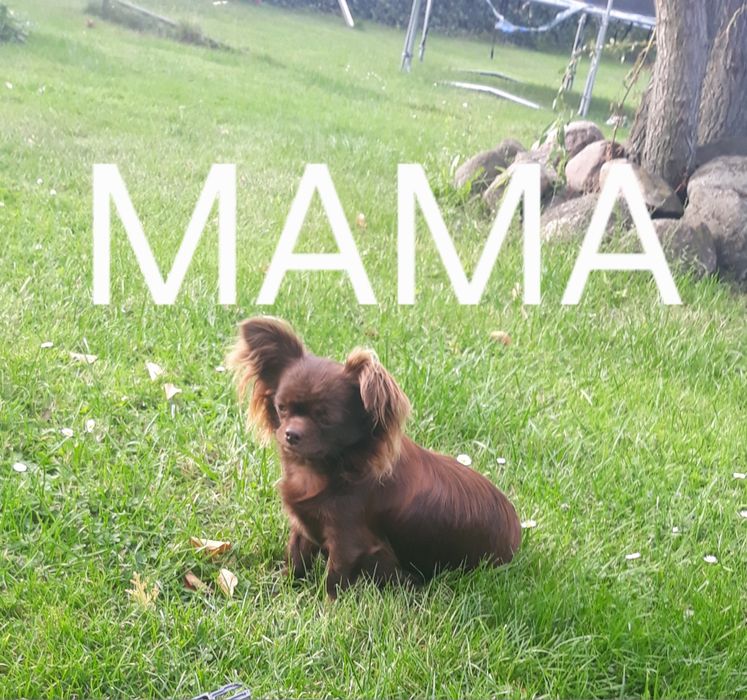 Chihuahua czekoladowy długo włosy piesek