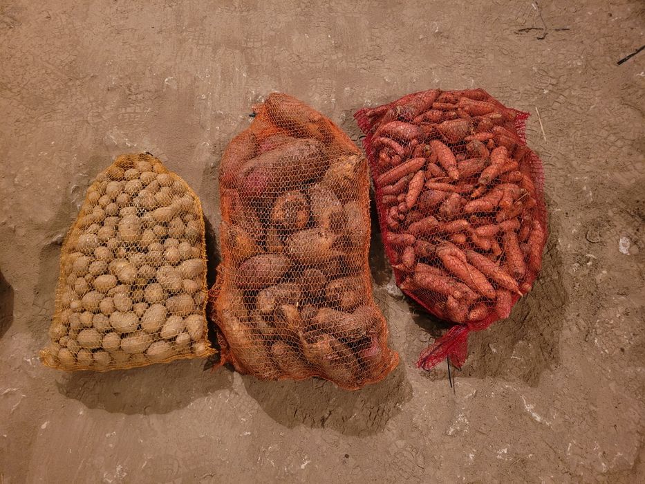 Ziemniaki paszowe buraki pastewne marchew odpadowa