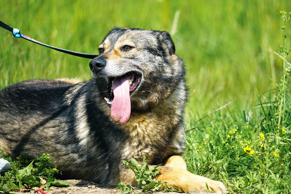 GUTEK - wesoły psiak szuka domu