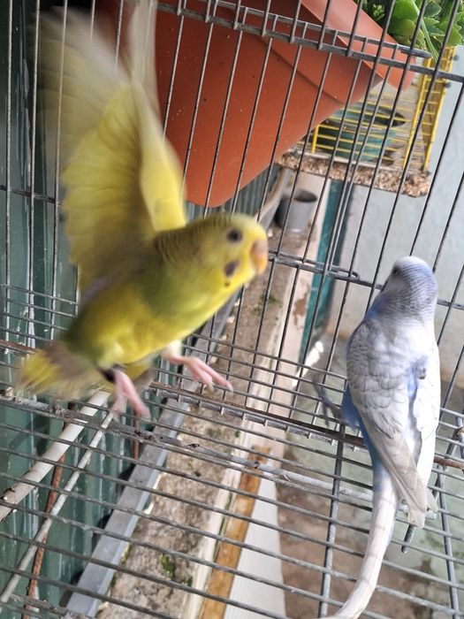 Piriquitos australianos