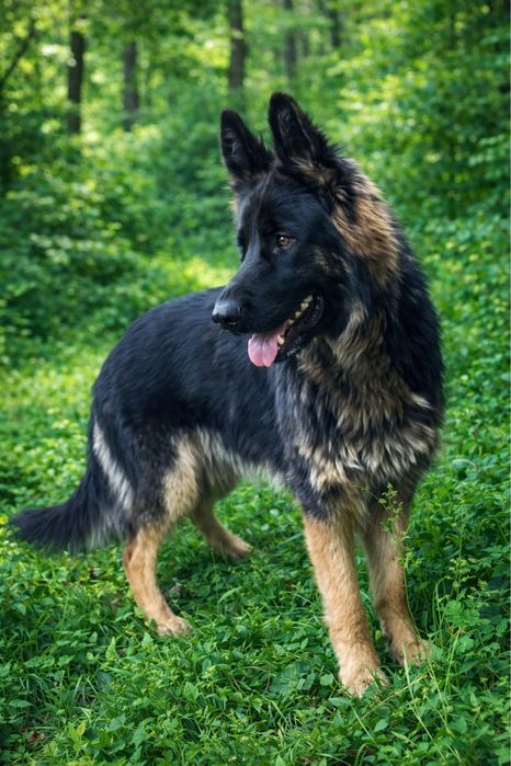 Продаюся девочка КСУ немецкой овчарки.