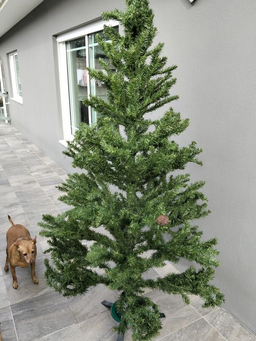 Pinheiro de natal