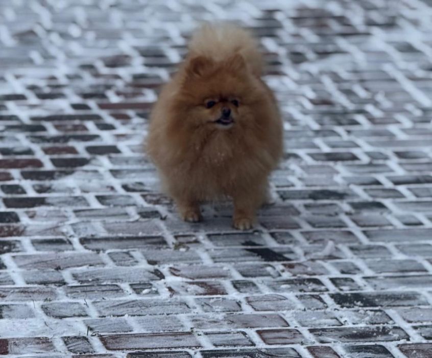 Померанський шпіц дівчинка 3,5 роки