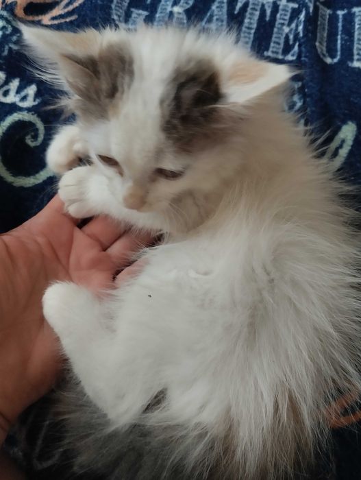 Віддам в гарні руки кошеня