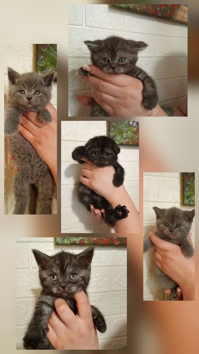 Шотландські кошенята