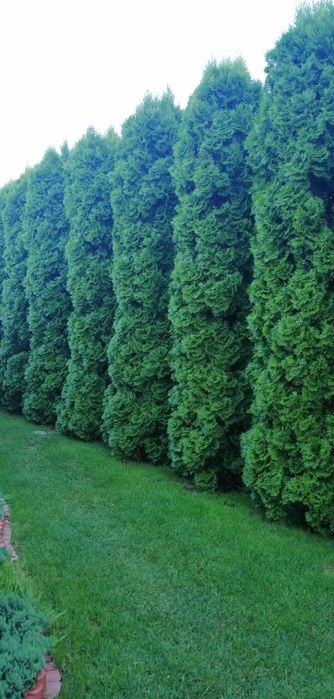 Tuja Szmaragd, Thuja Szmaragd 11 zł