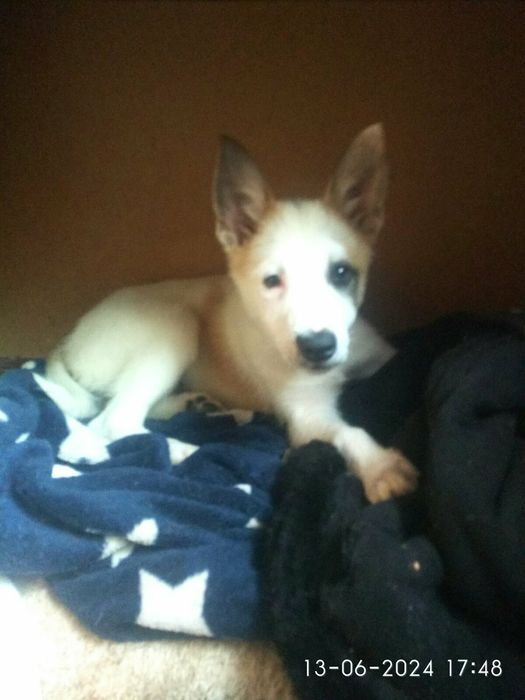 Трое щенков в очень добрые руки!.