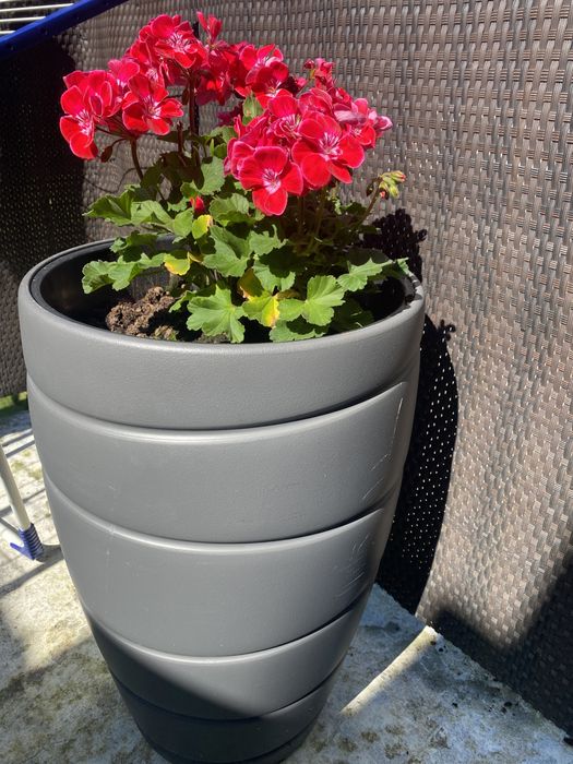 donica duża szara odporna