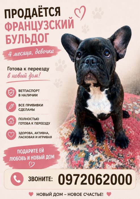 Французкий бульдог