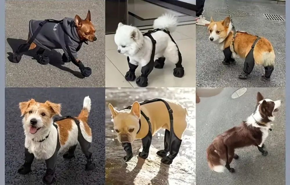 Обувь для собаки