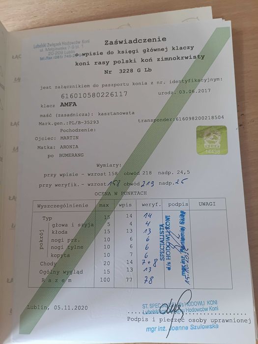 Sprzedam zamienię klacz że źrebakiem