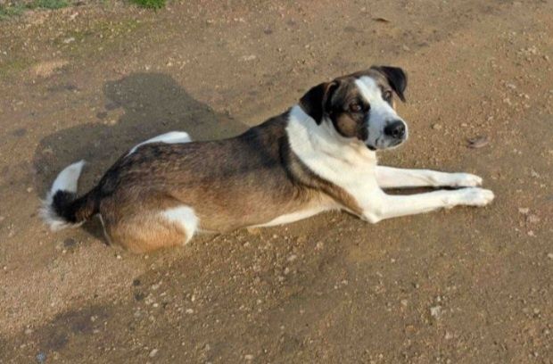 Отдам даром в добрые руки щенков