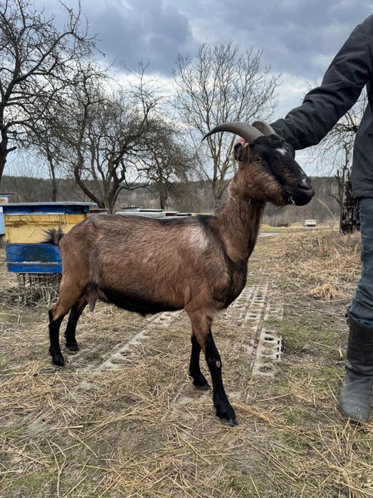 Коза дойная нуболаманча